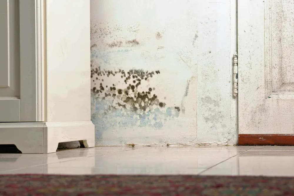 Damp affecting the internal wall of a domestic property