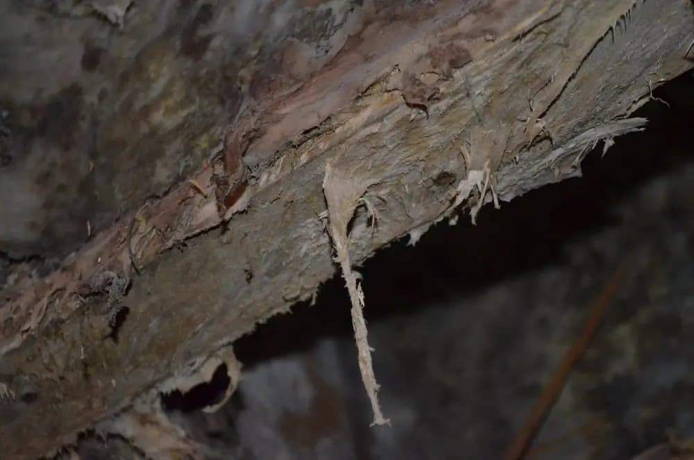 Close-up of dry rot breaking down timber