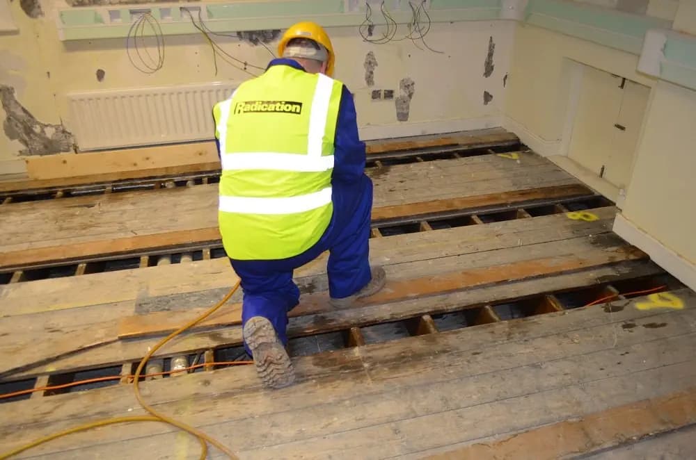 Radication technician lifting floorboards to treat woodworm